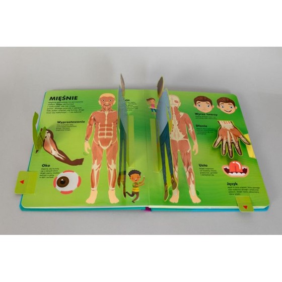 Człowiek od stóp do głów