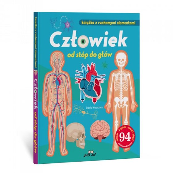 Człowiek od stóp do głów
